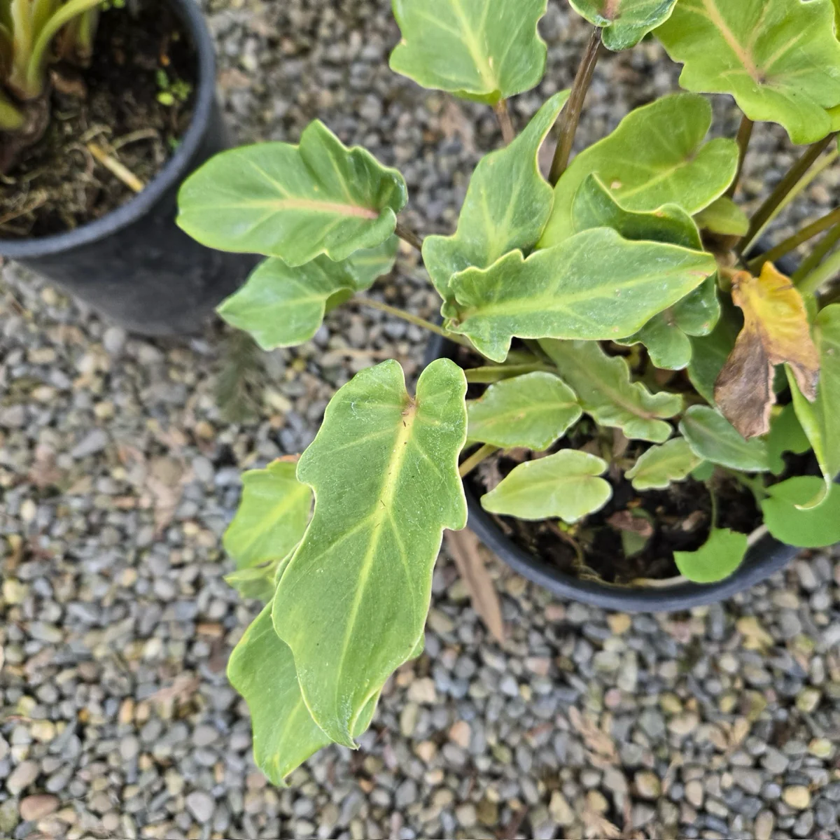 Xanadu Philodendron - Image 3