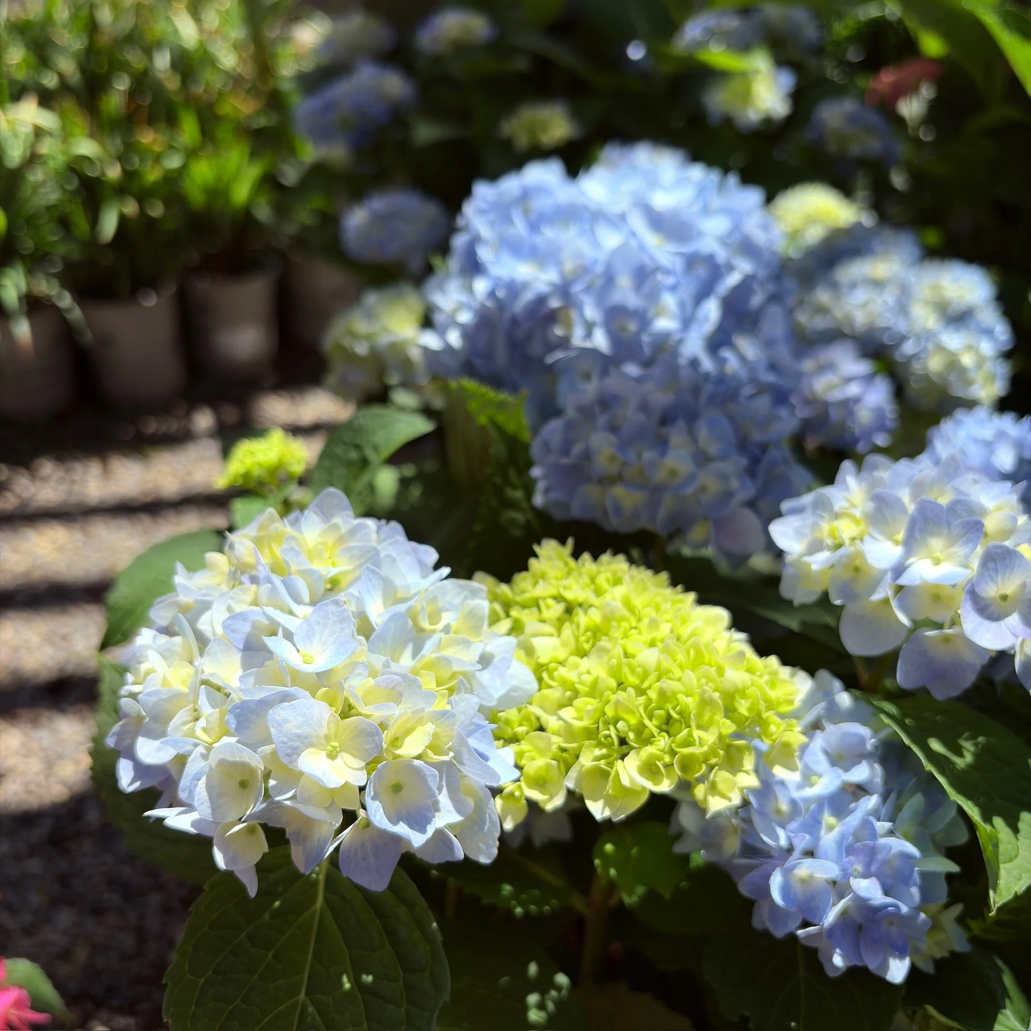 The Original ES Hydrangea