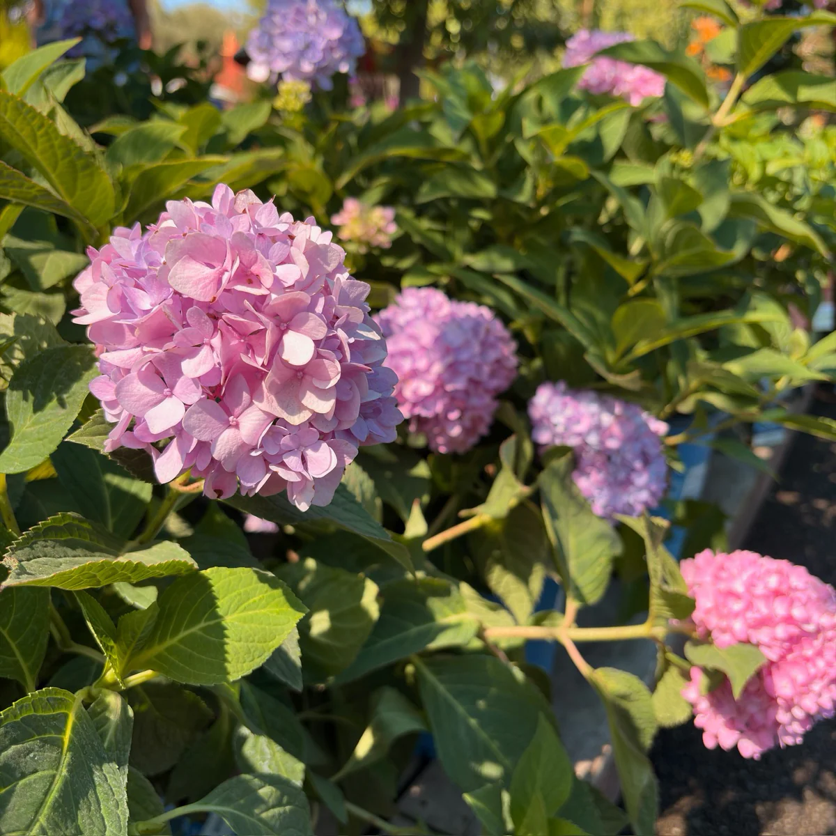 The Original ES Hydrangea - Image 3