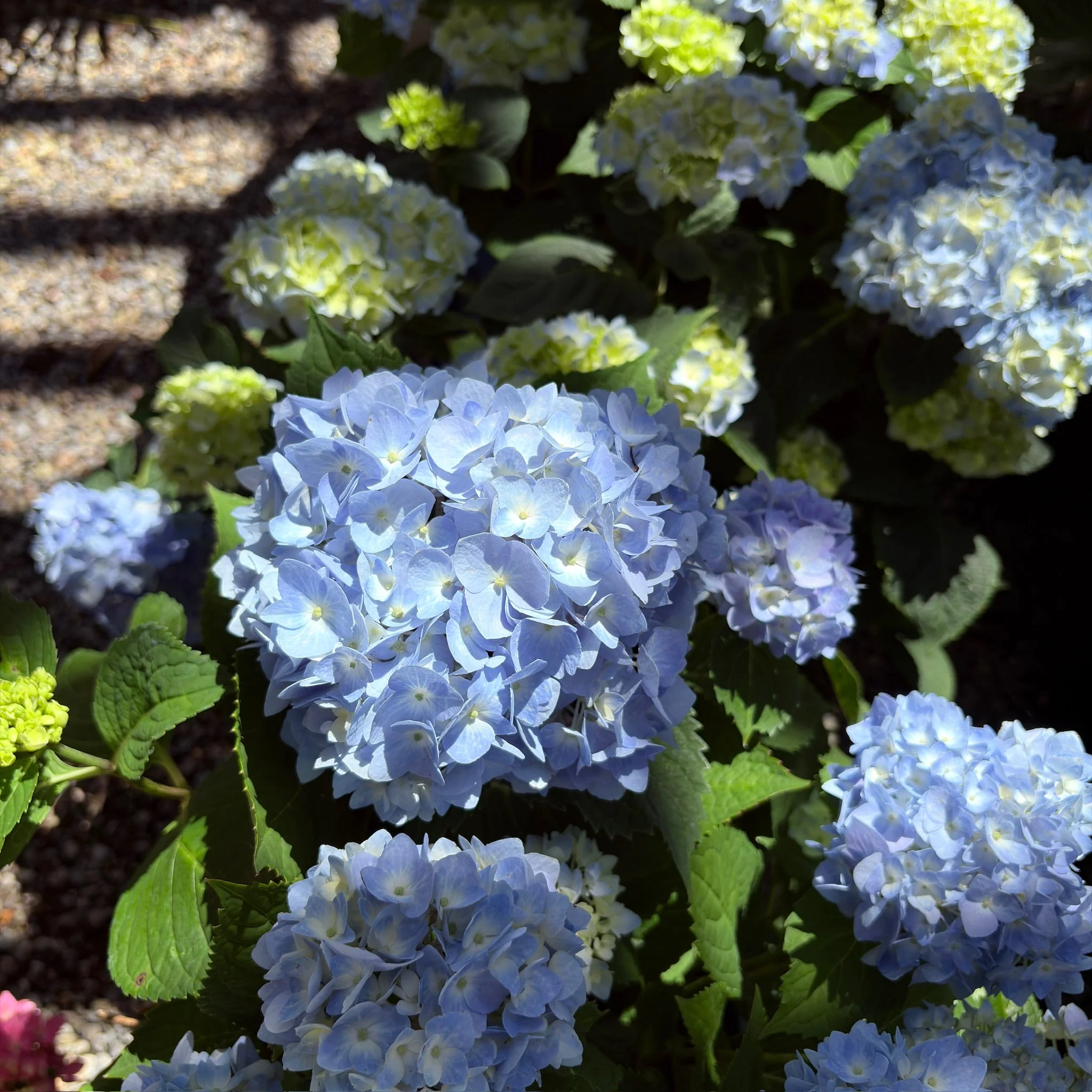 The Original ES Hydrangea - Image 2