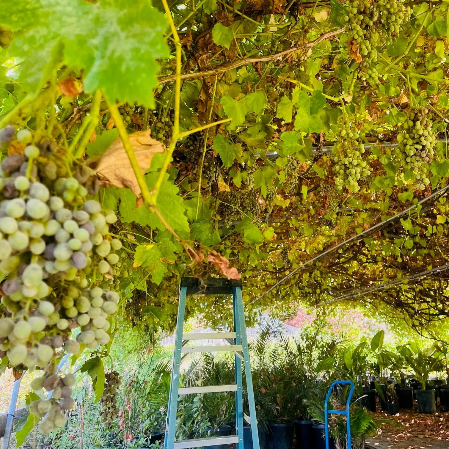Thompson Seedless Grape - Image 2