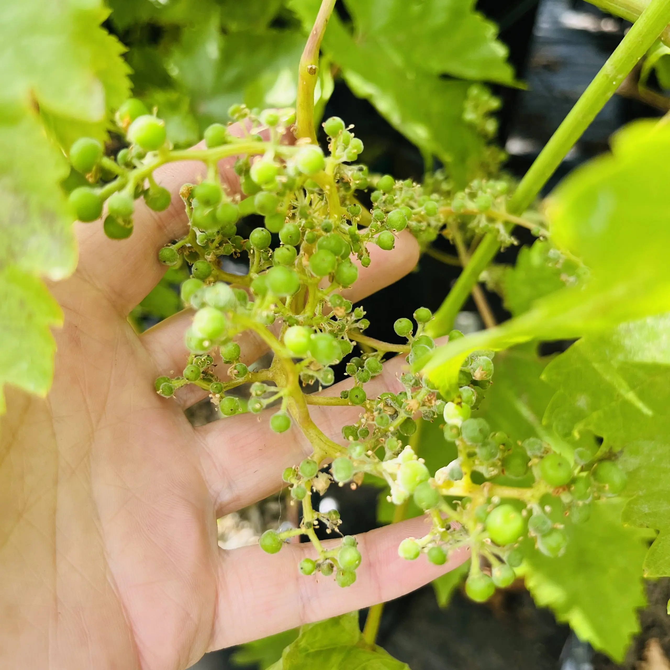 Thompson Seedless Grape - Image 3