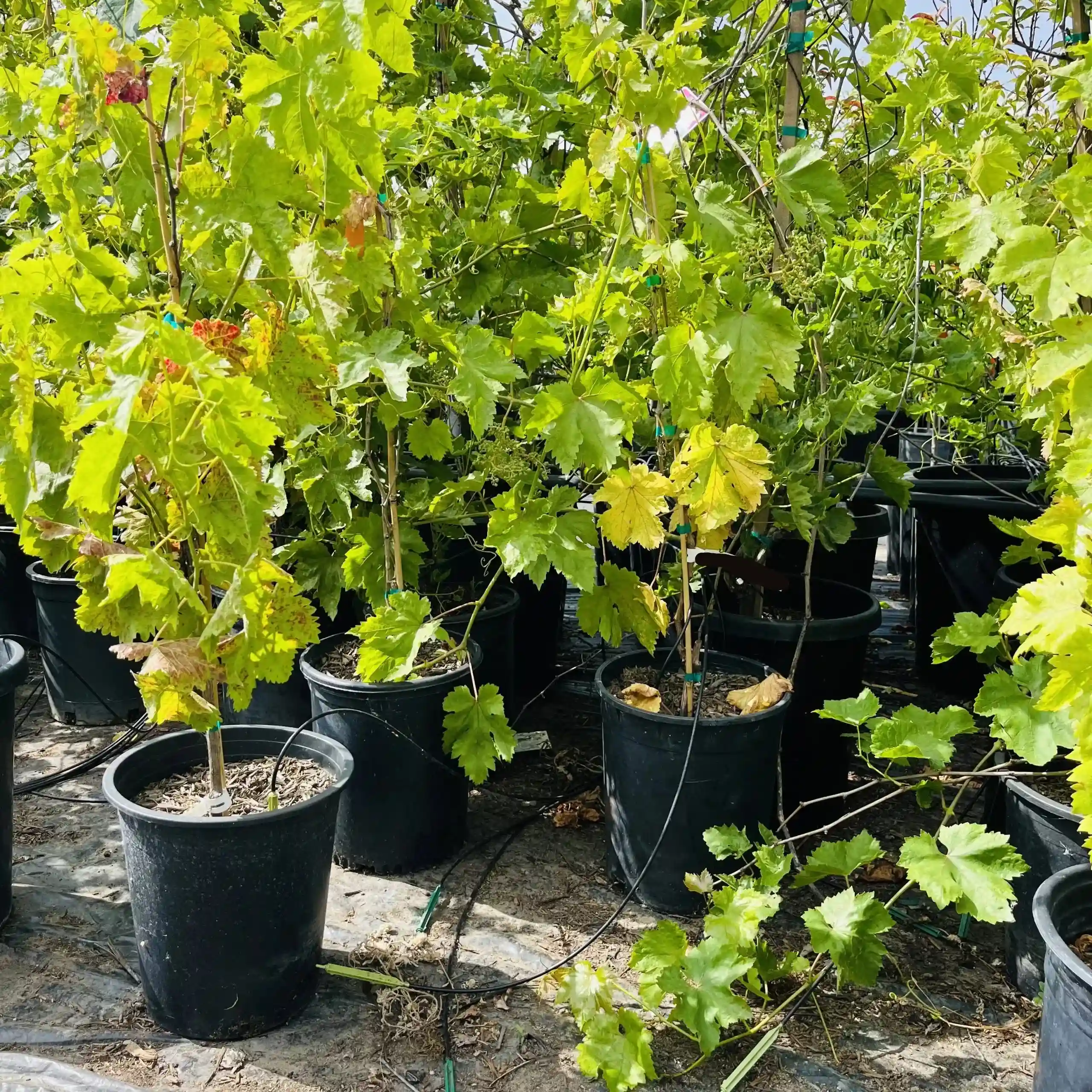 Thompson Seedless Grape