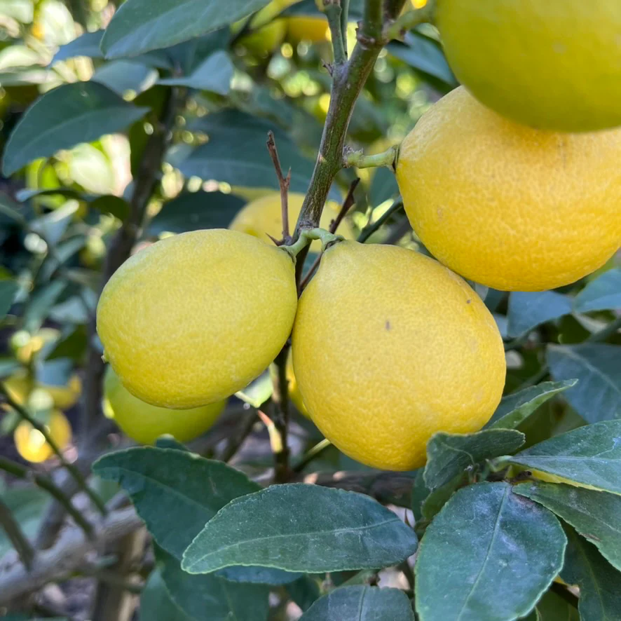 Thornless Key Lime
