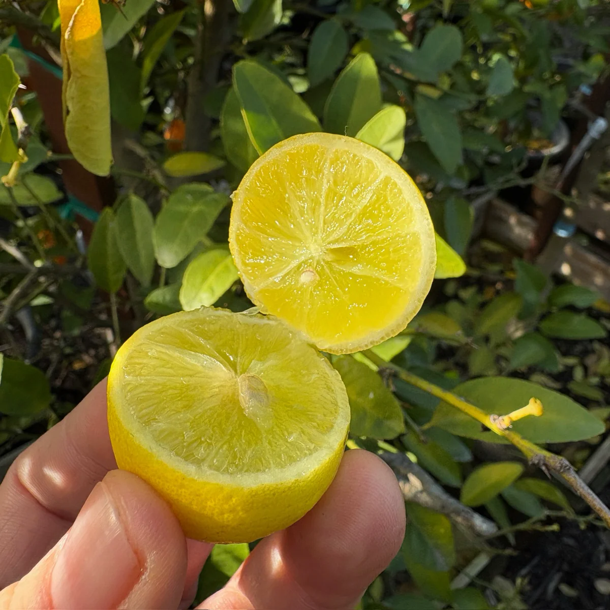 Thornless Key Lime - Image 2