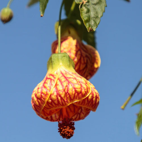 Tiger Eye Flowering Maple - Image 3