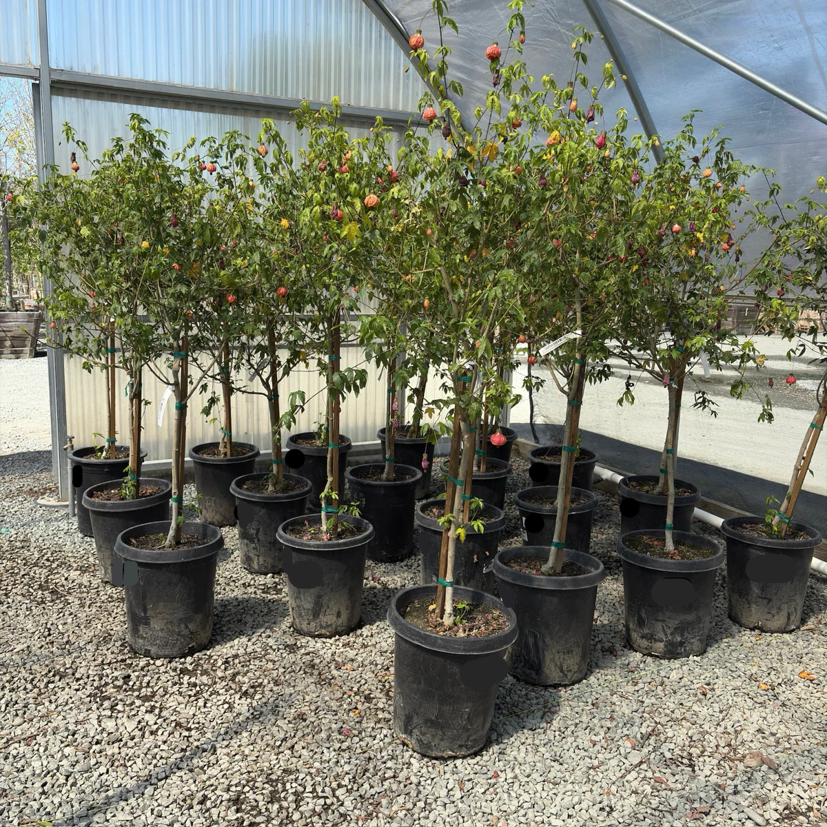Tiger Eye Flowering Maple - Image 2