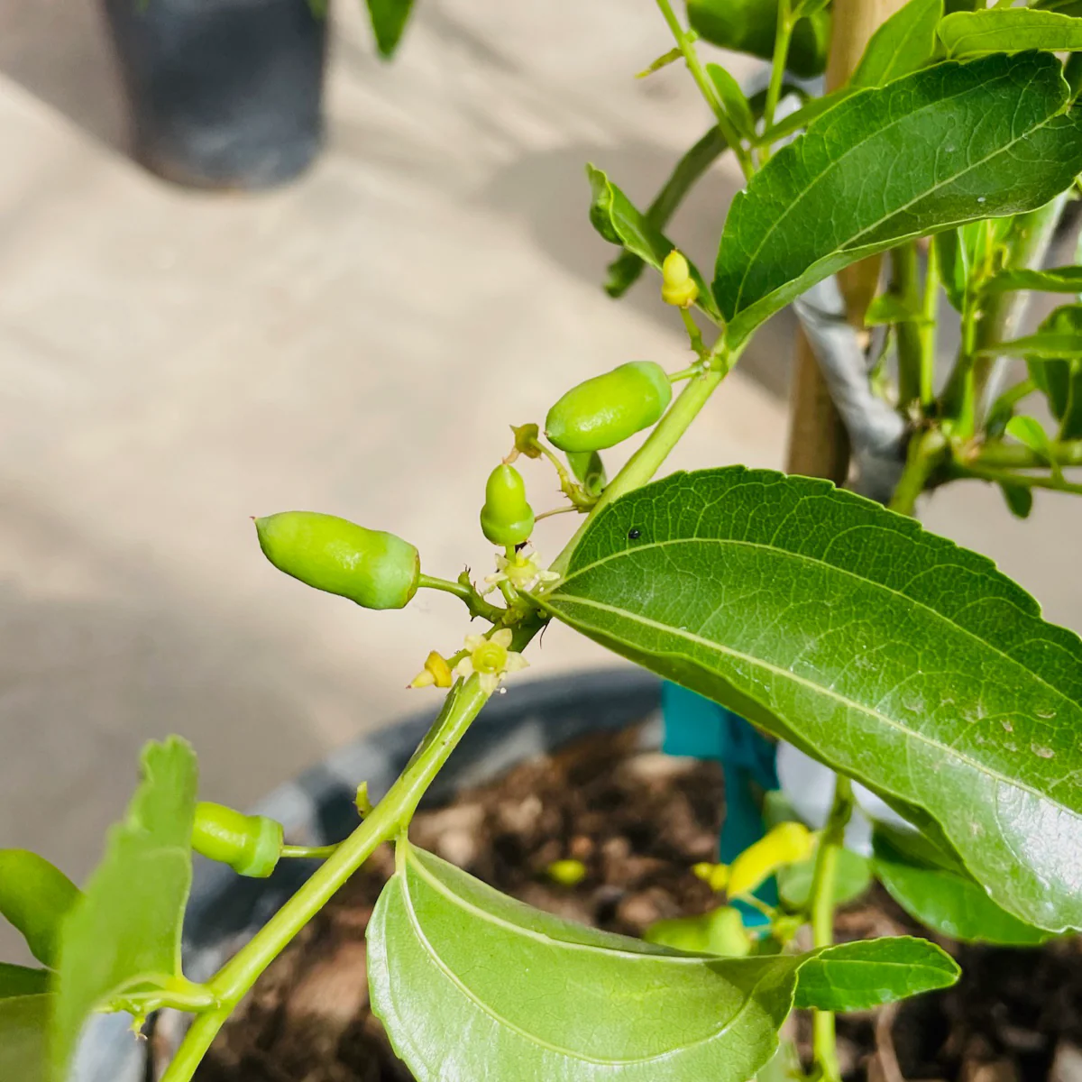 Tiger Tooth Jujube - Image 1