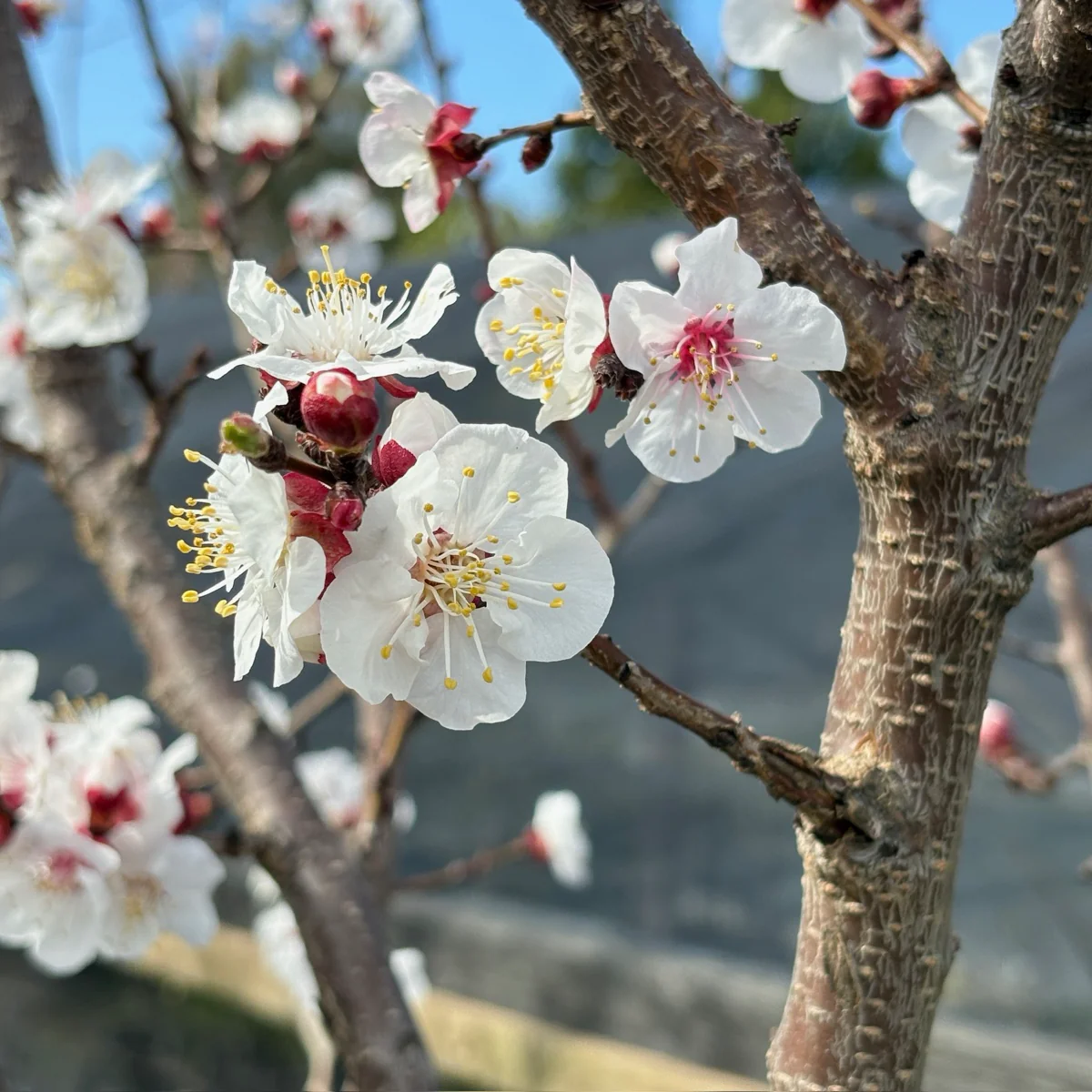 Tilton Apricot - Image 2