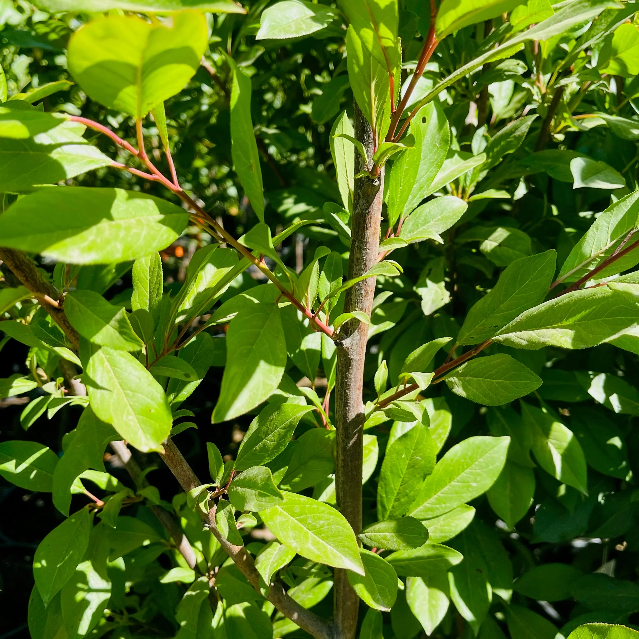 Tilton Apricot - Image 3