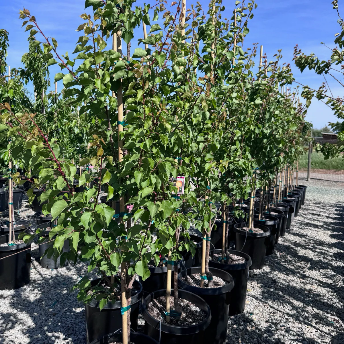 Tilton Apricot - Image 1