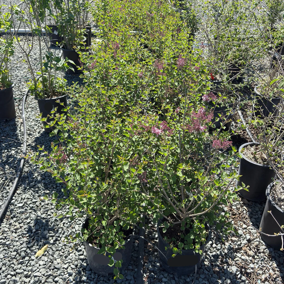 Tinkerbelle Dwarf Hybrid Lilac
