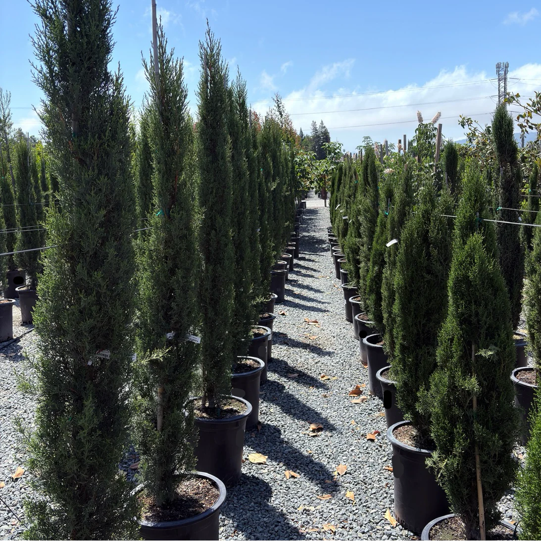 Tiny Tower Dwarf Italian Cypress - Image 2