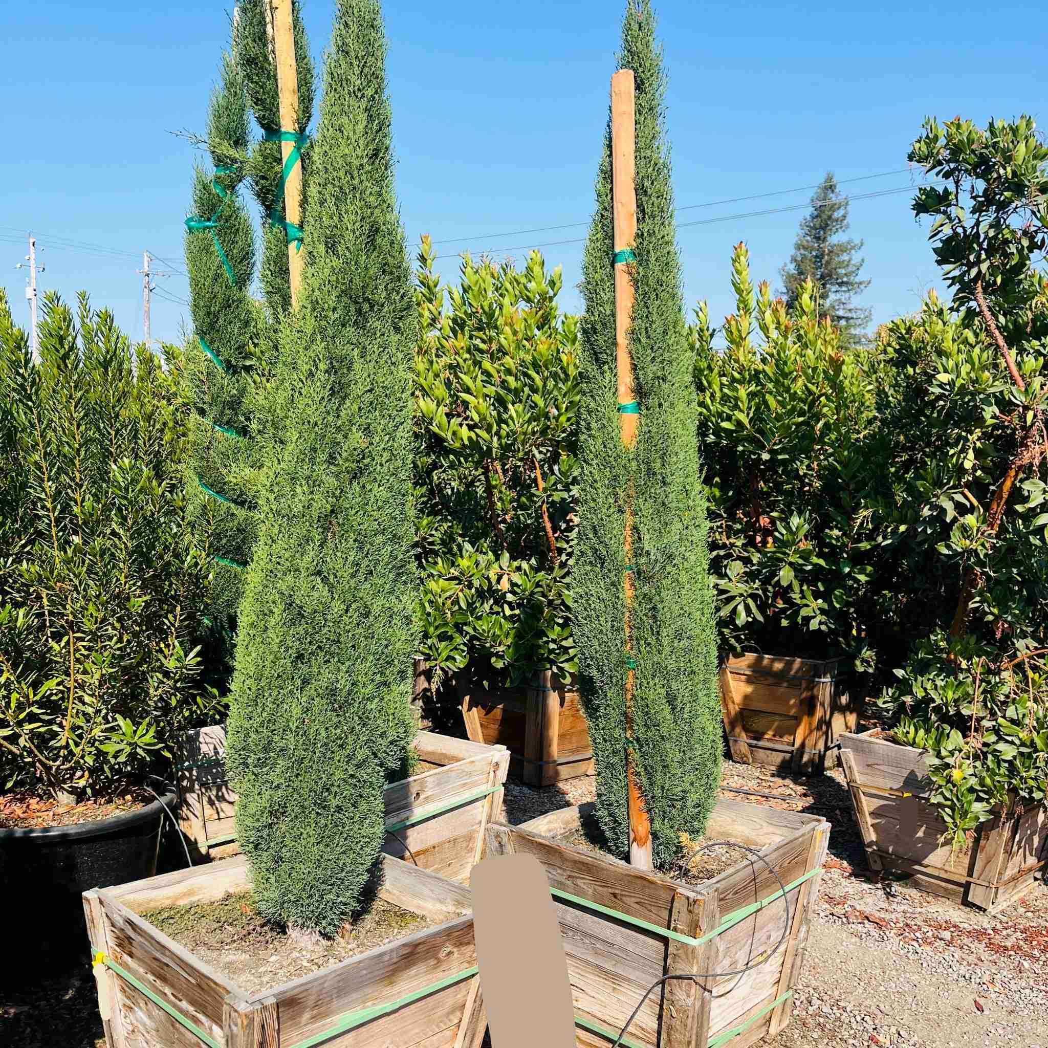 Tiny Tower Dwarf Italian Cypress - Image 1