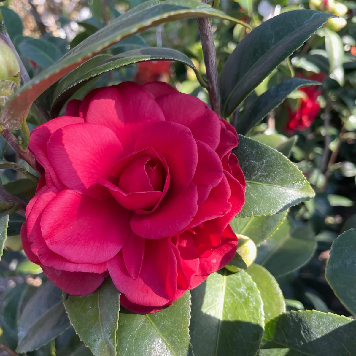 Tom Knudsen Camellia - Image 1