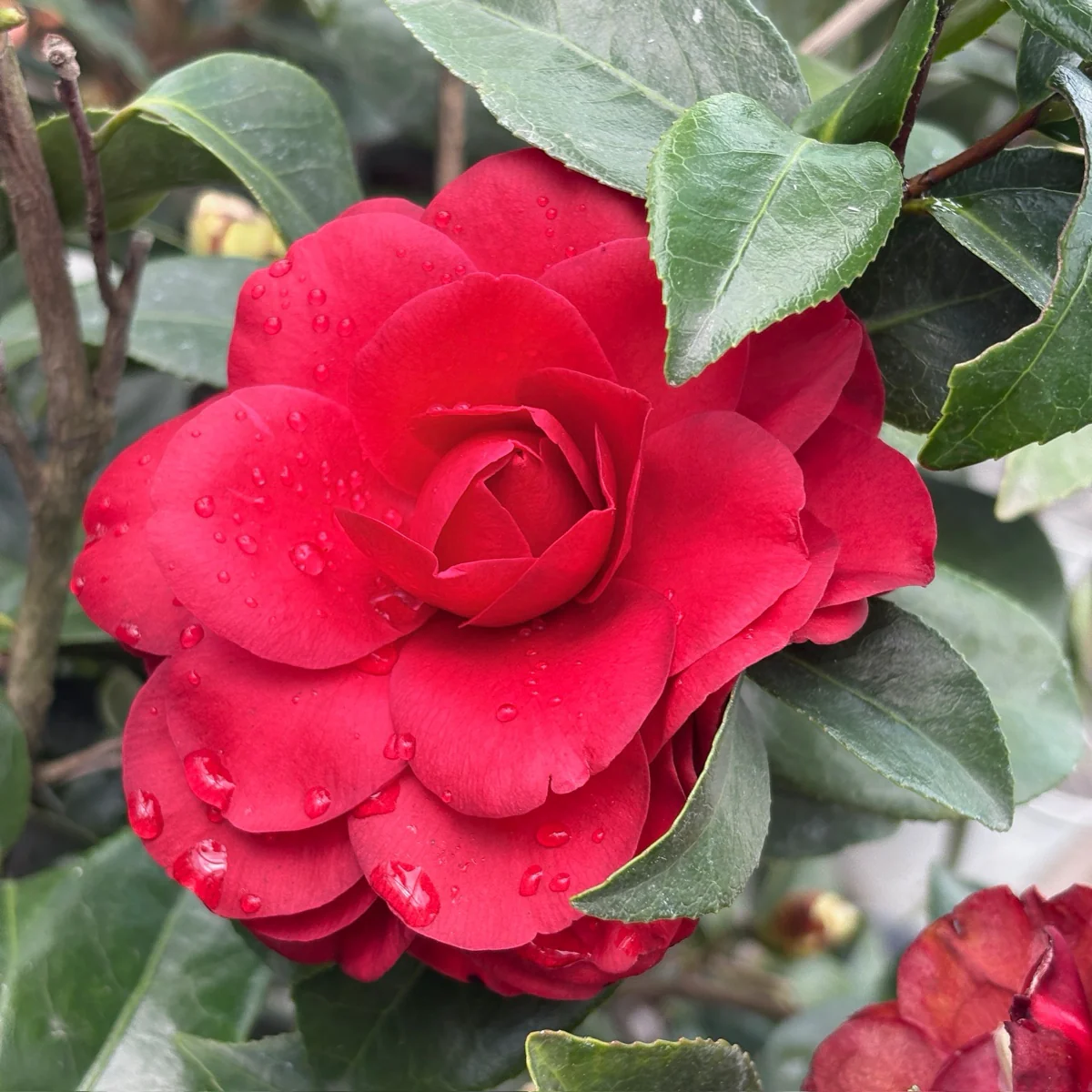 Tom Knudsen Camellia - Image 2
