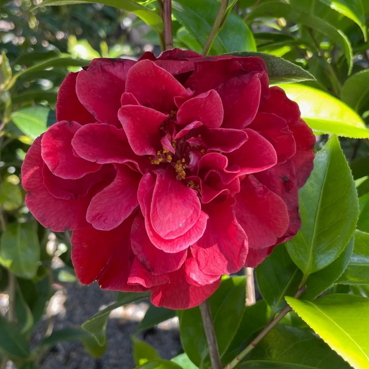 Tom Knudsen Camellia - Image 3