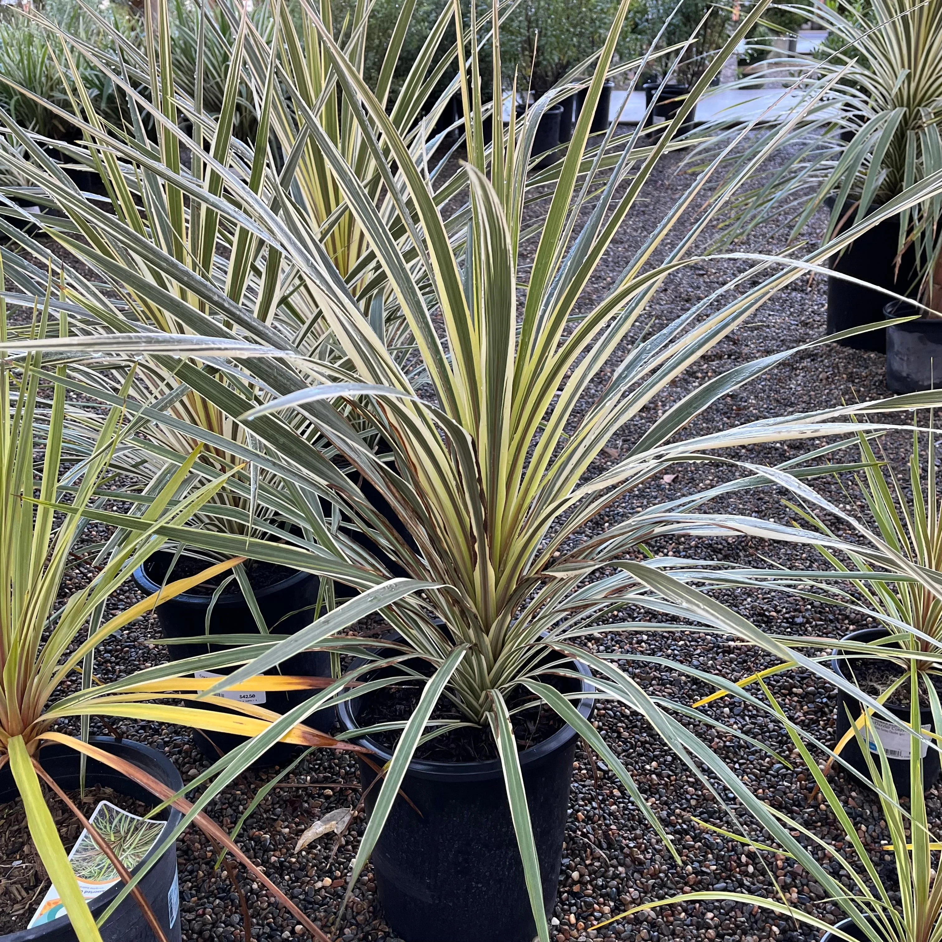 Torbay Dazzler Grass Palm - Image 1