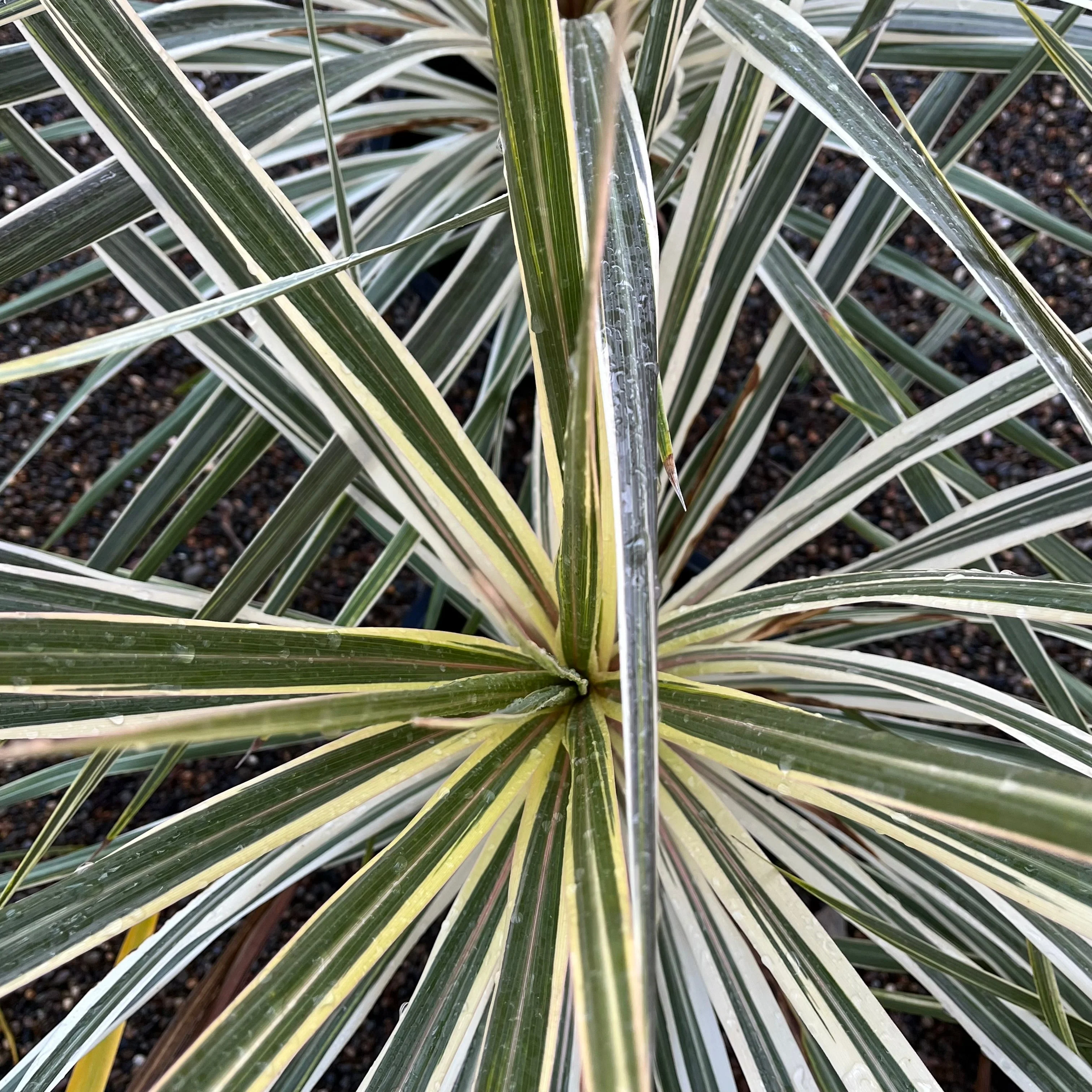 Torbay Dazzler Grass Palm - Image 2