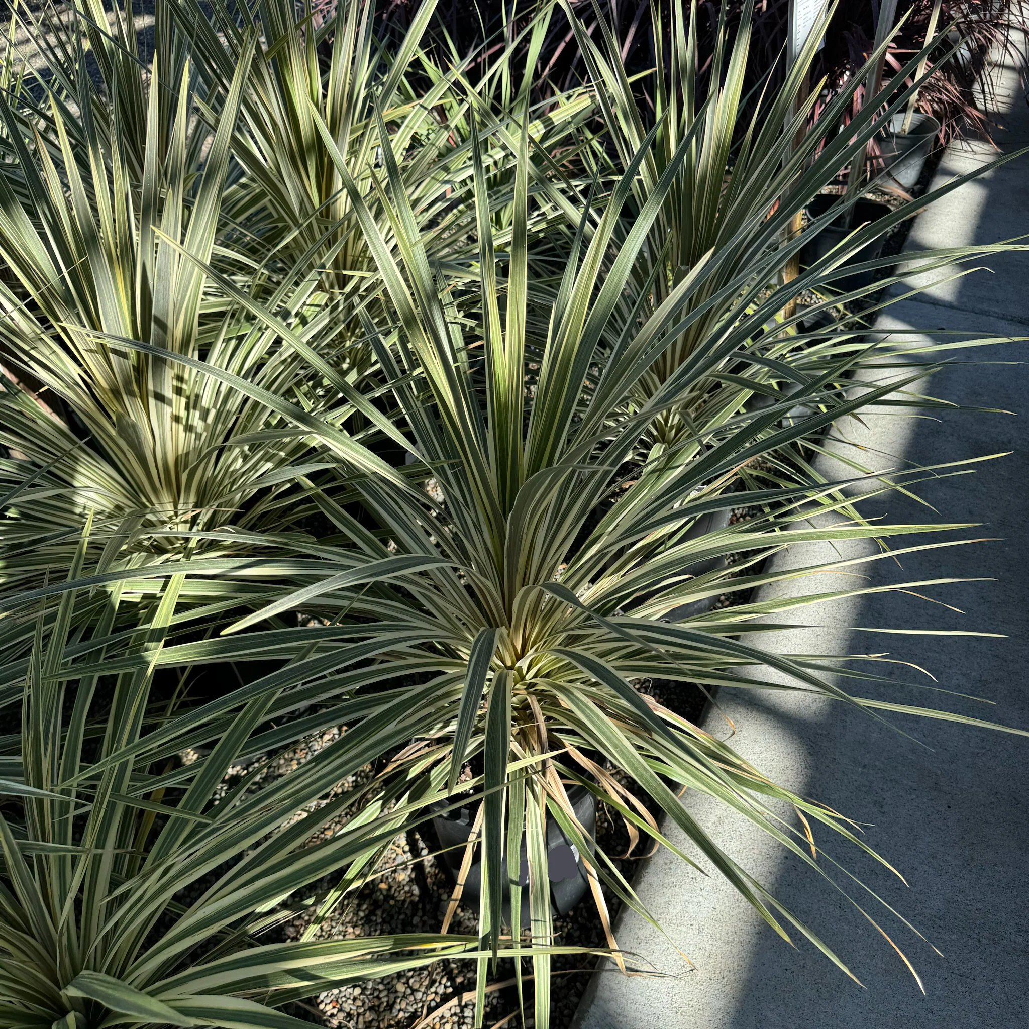 Torbay Dazzler Grass Palm - Image 3