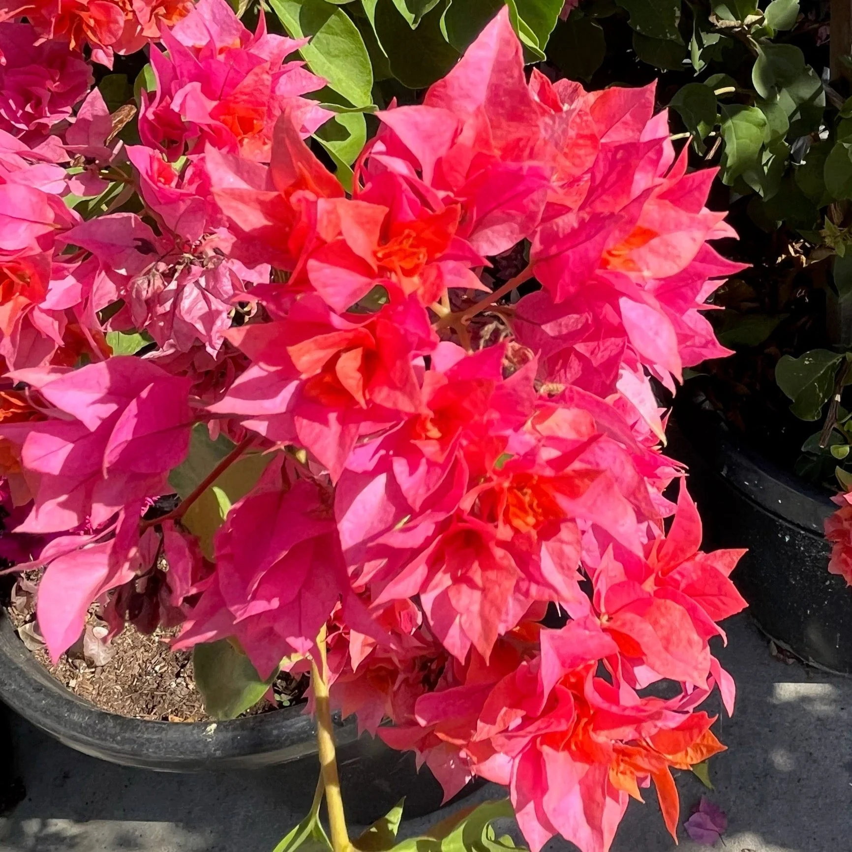 Torch Glow Bougainvillea - Image 1