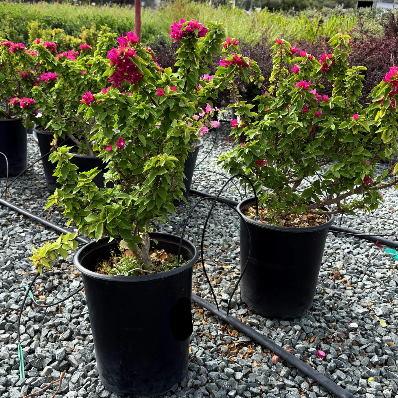 Torch Glow Bougainvillea - Image 2