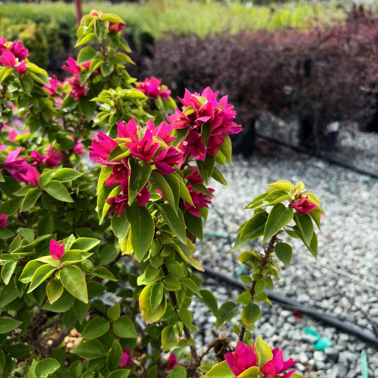 Torch Glow Bougainvillea - Image 3