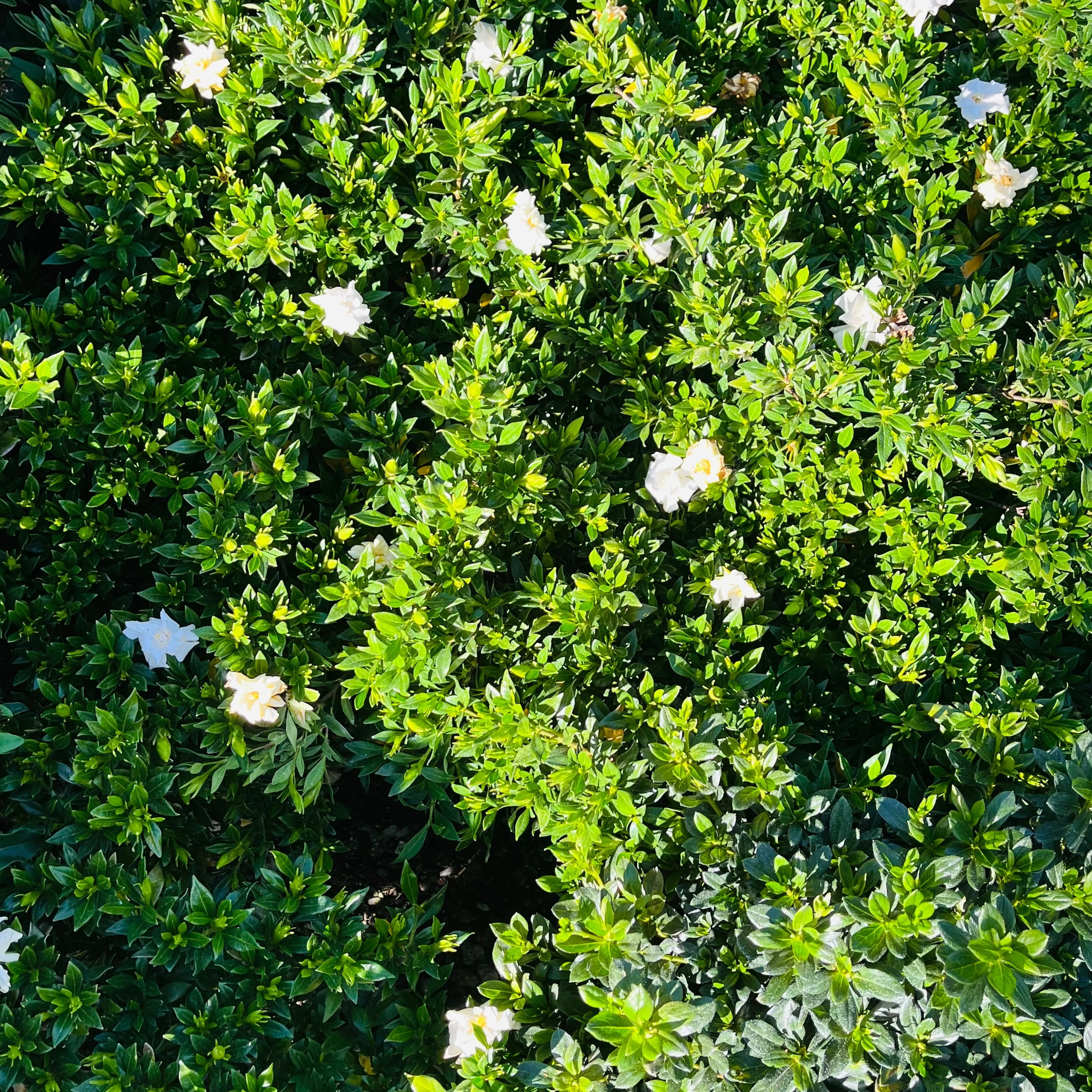 Traling Gardenia - Image 2