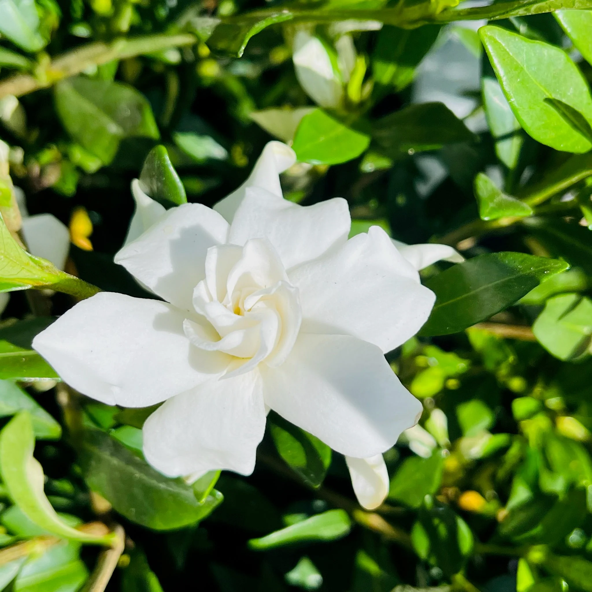 Traling Gardenia - Image 3
