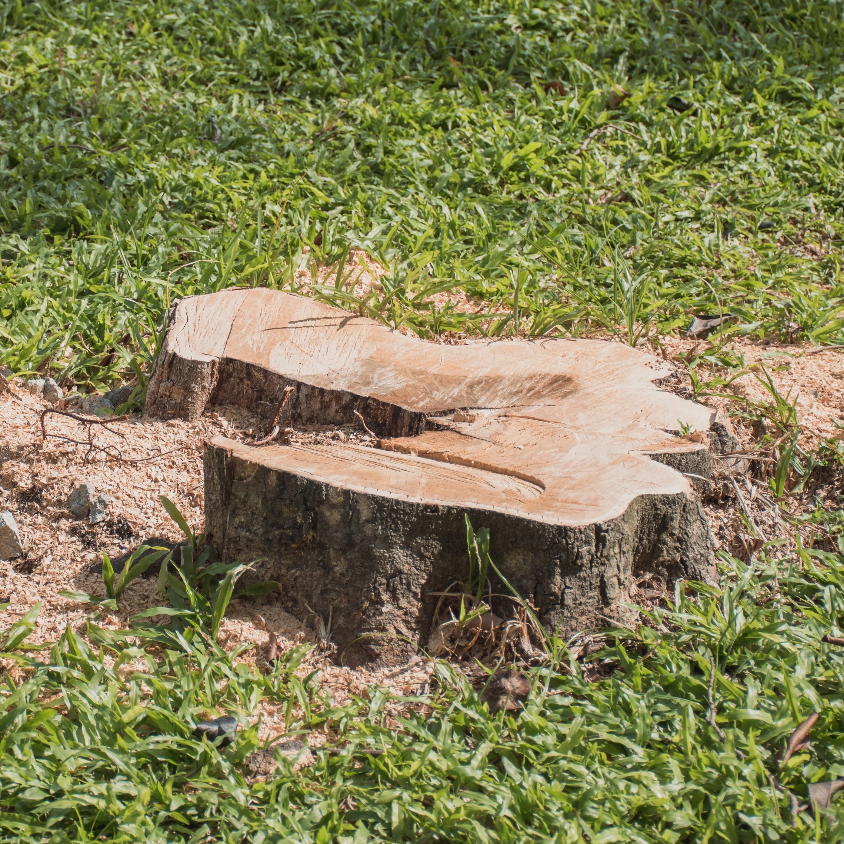 Tree Removal & Stump Extraction
