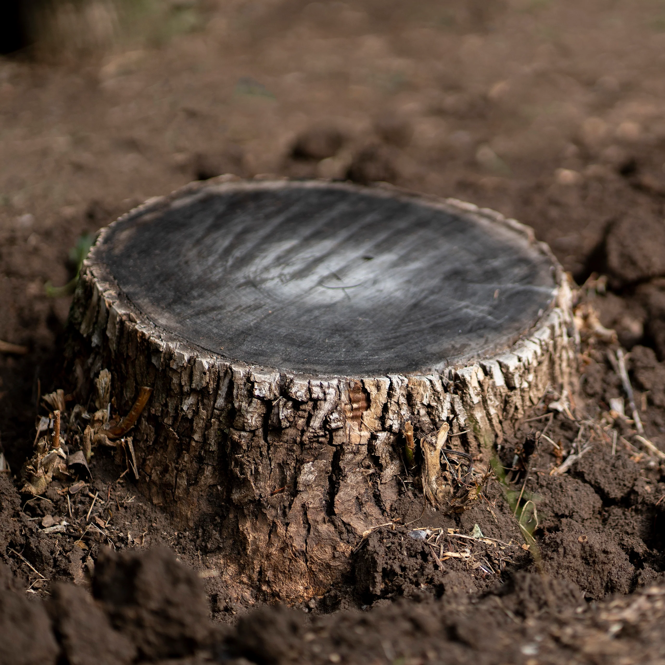 Tree Removal & Stump Extraction - Image 2
