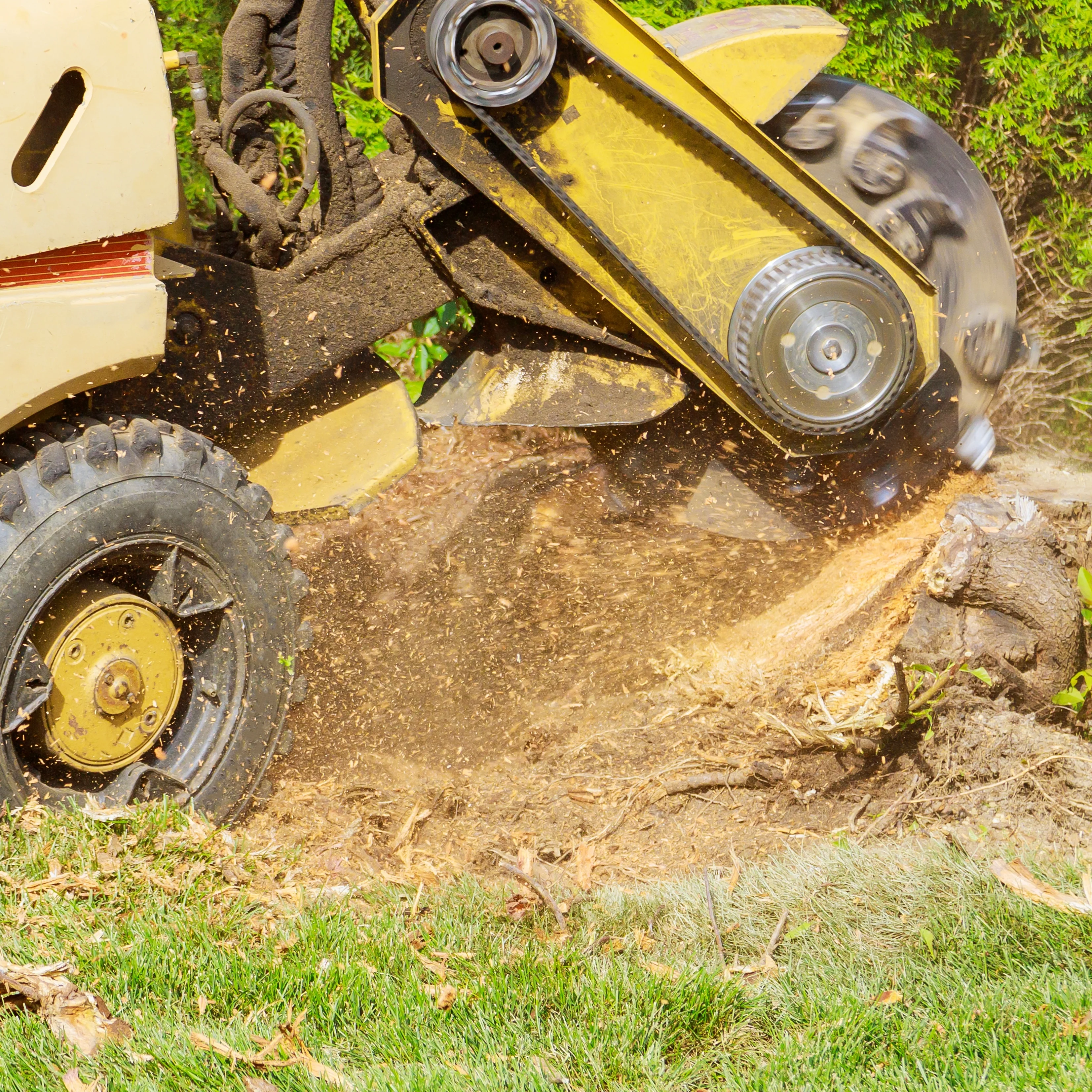 Tree Removal & Stump Extraction - Image 3
