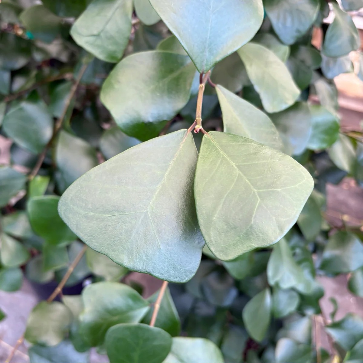 Triangle Ficus - Image 2