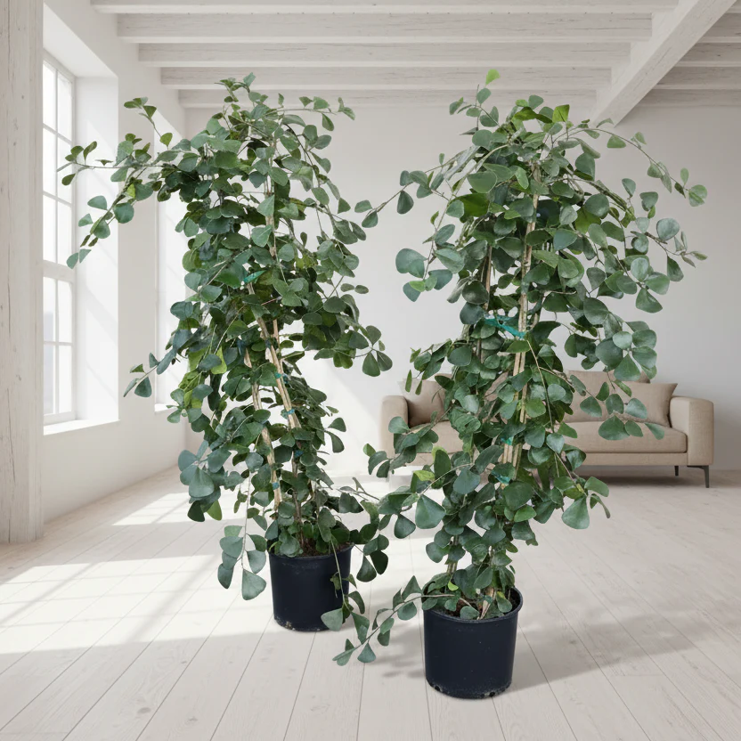 Triangle Ficus - Image 3