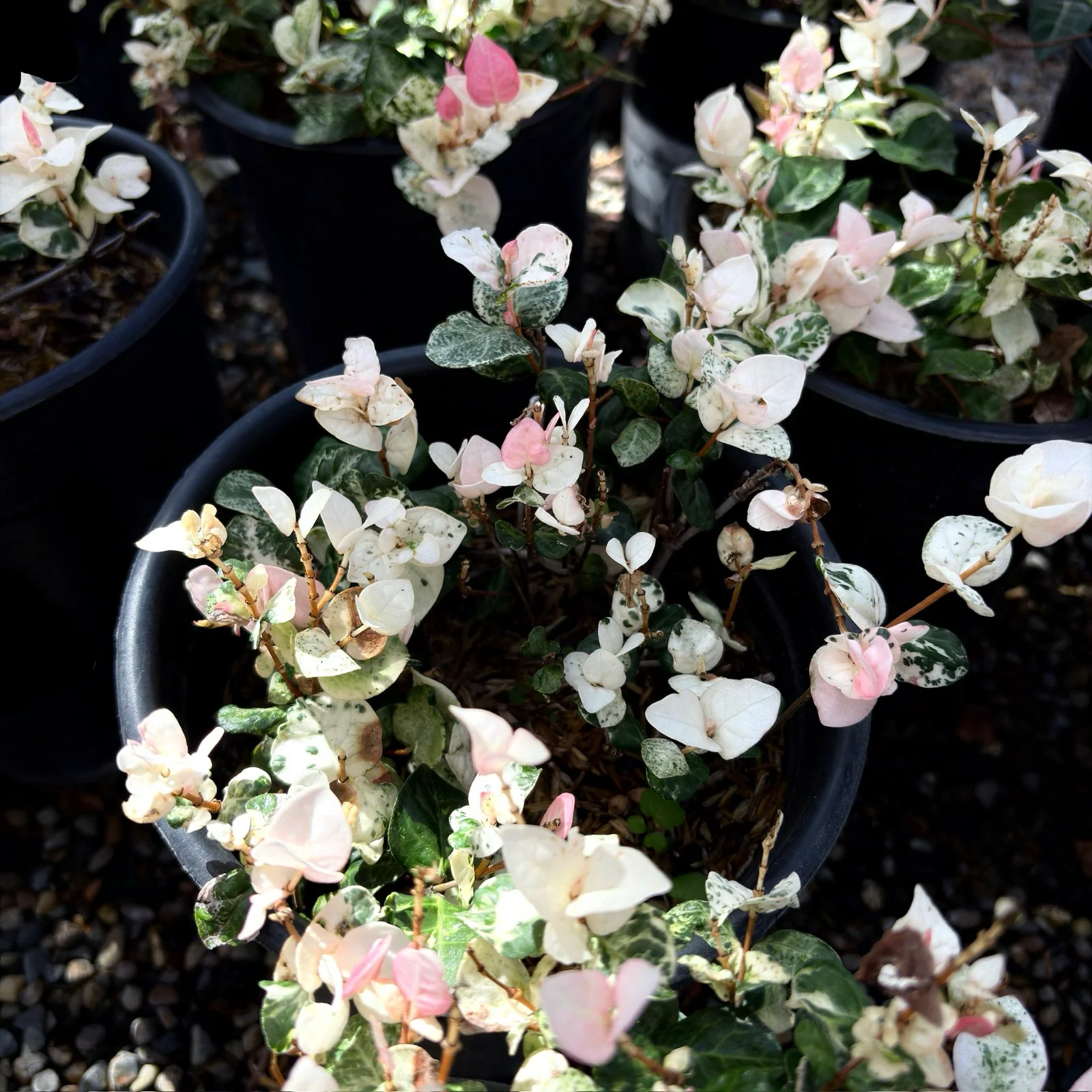Tricolor Asian Jasmine - Image 1