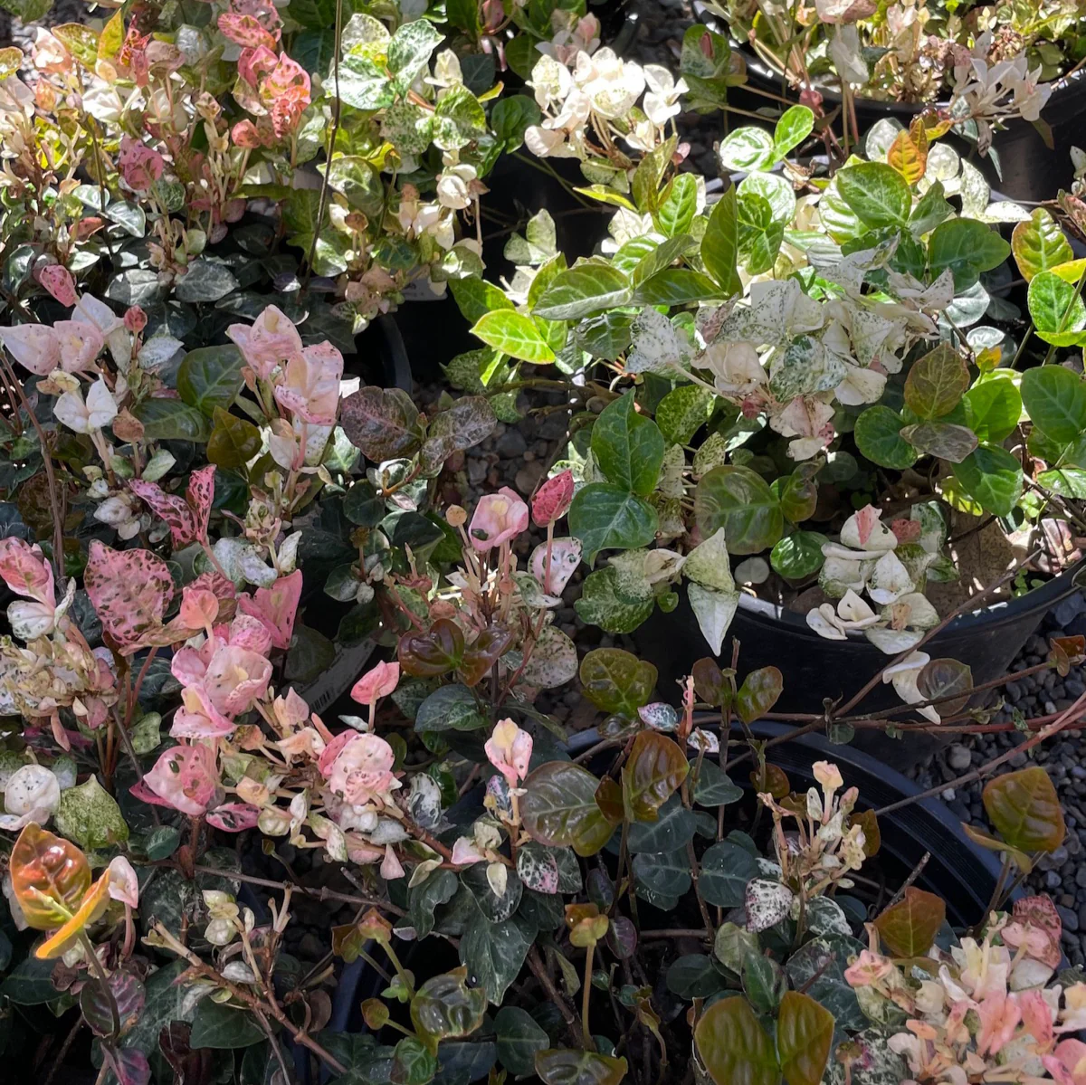 Tricolor Asian Jasmine - Image 2