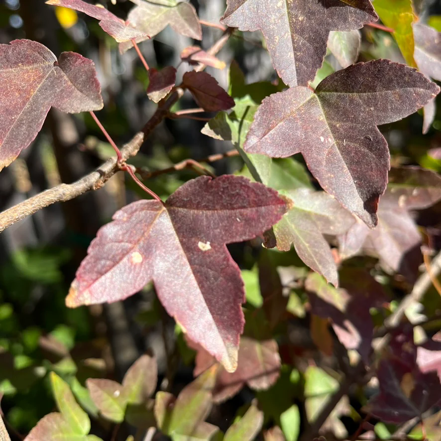 Trident Maple - Image 1