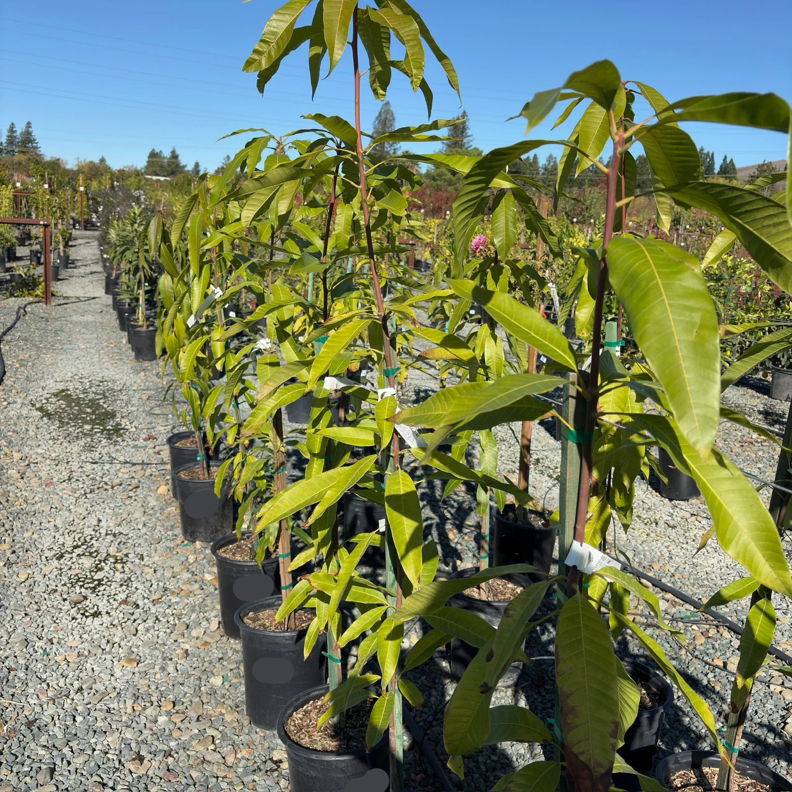 Triple Time Mango Tree - Image 2