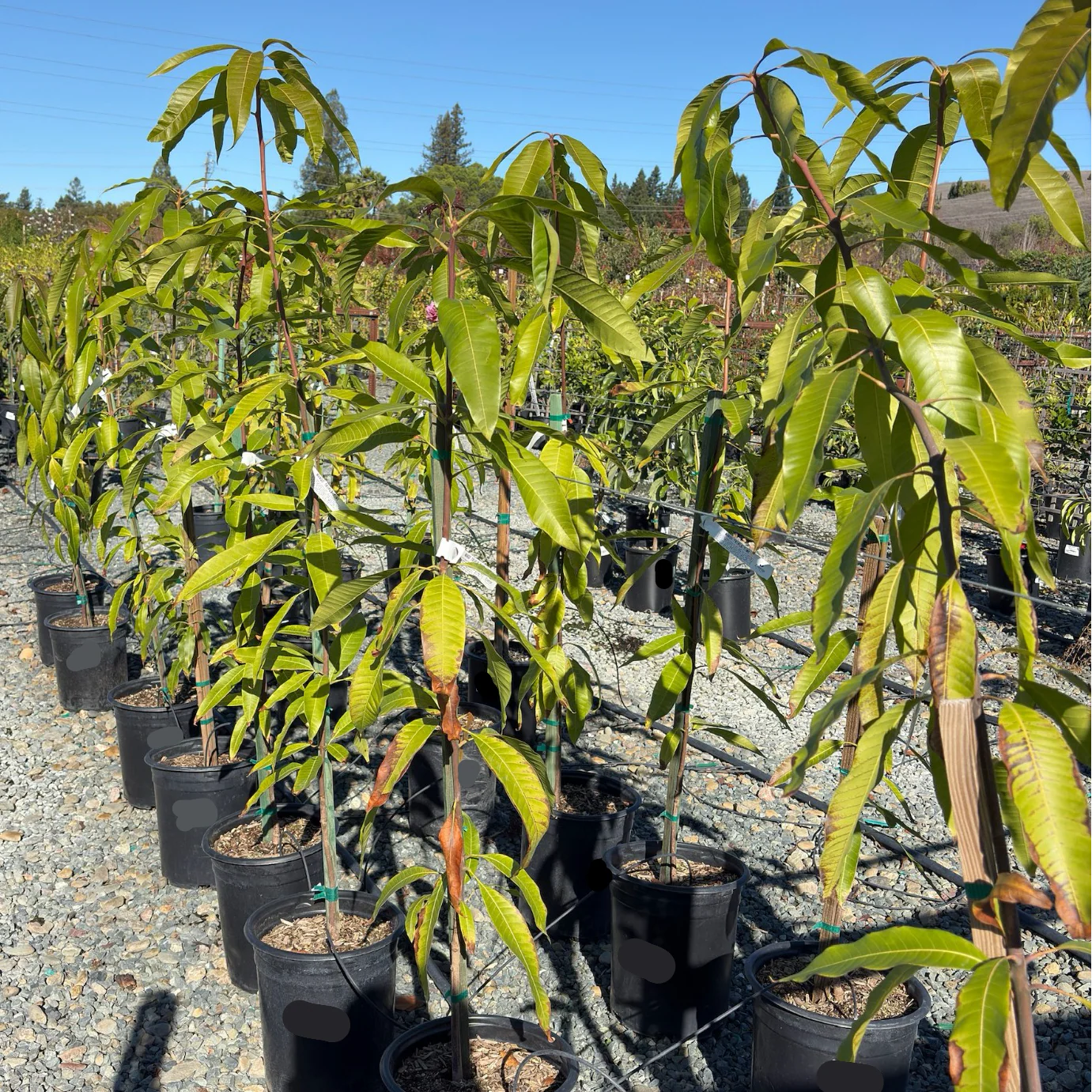 Triple Time Mango Tree