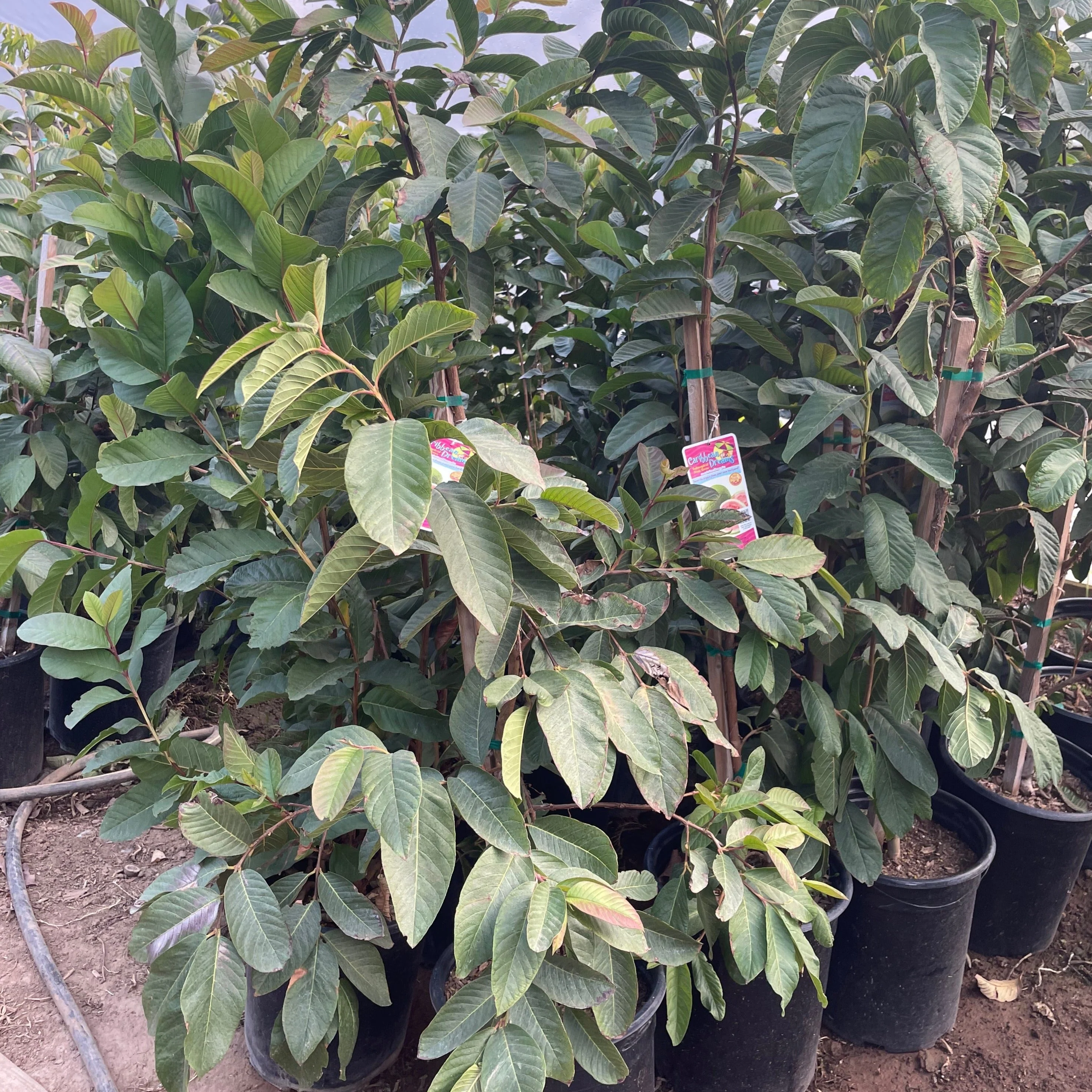Tropic Pink Guava - Image 3