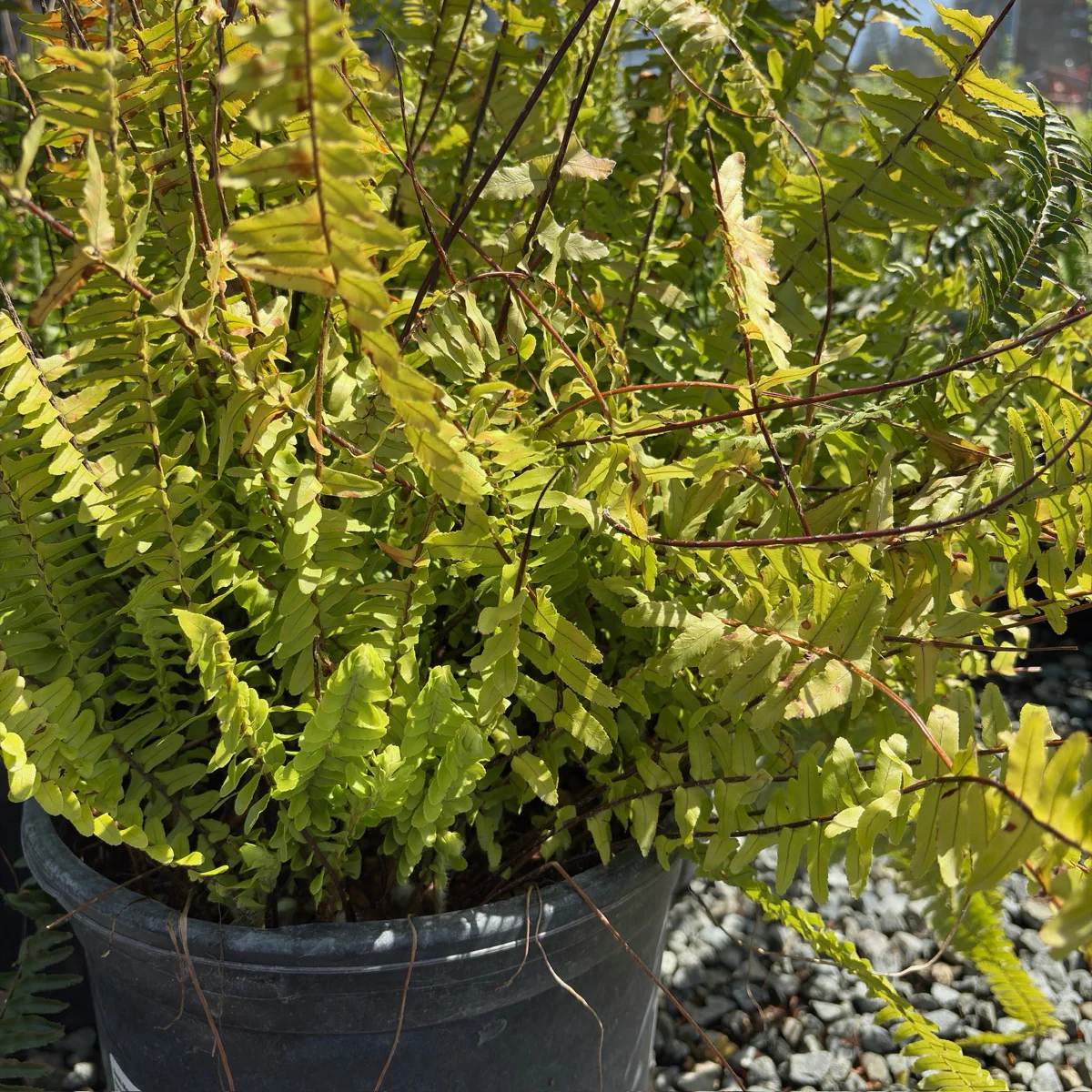 Southern Sword Fern - Image 3