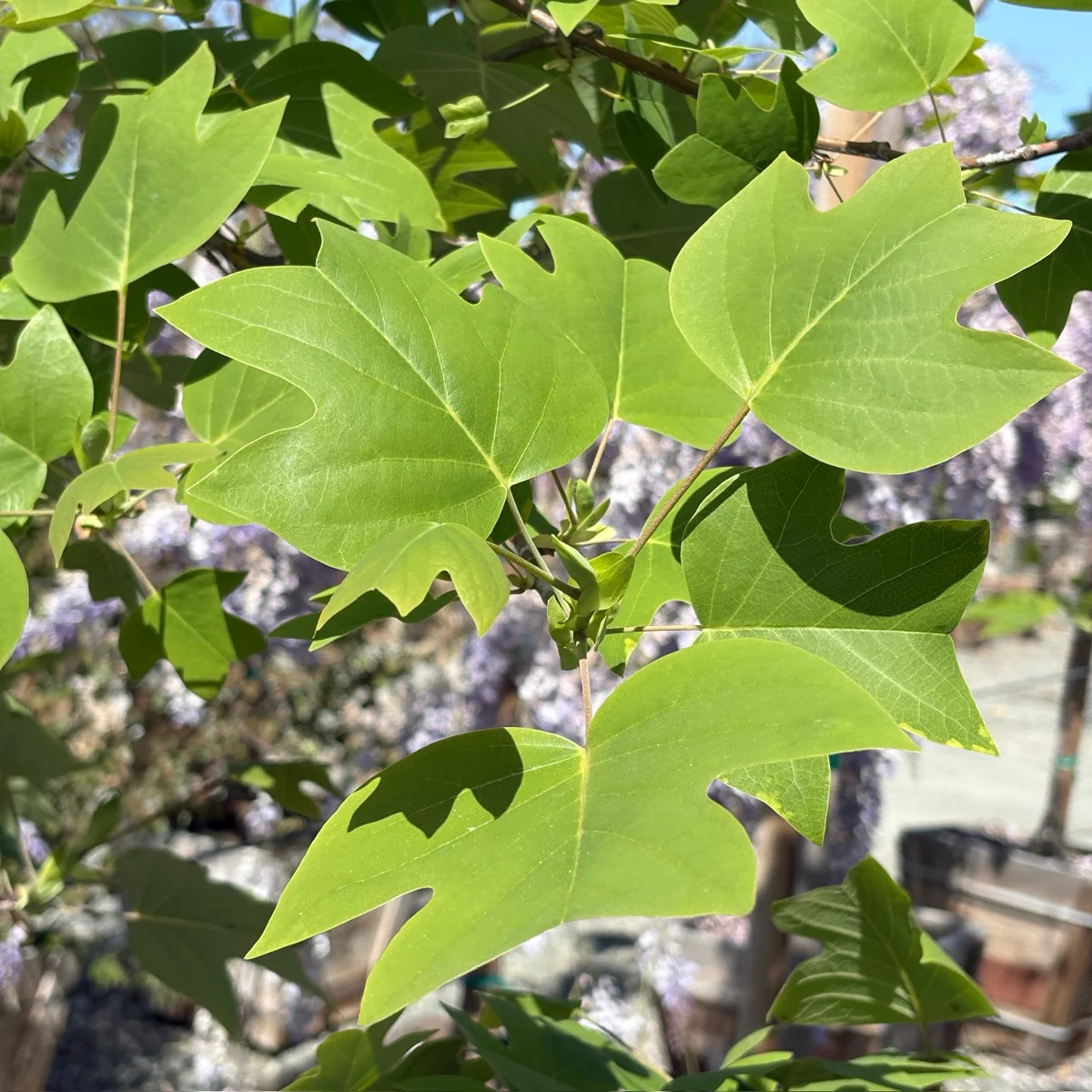 Tulip Tree - Image 1