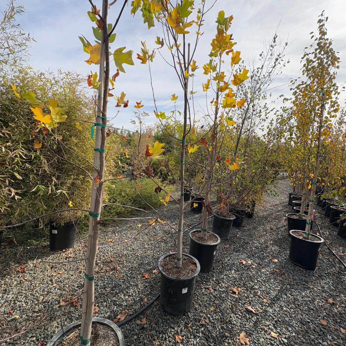 Tulip Tree - Image 2