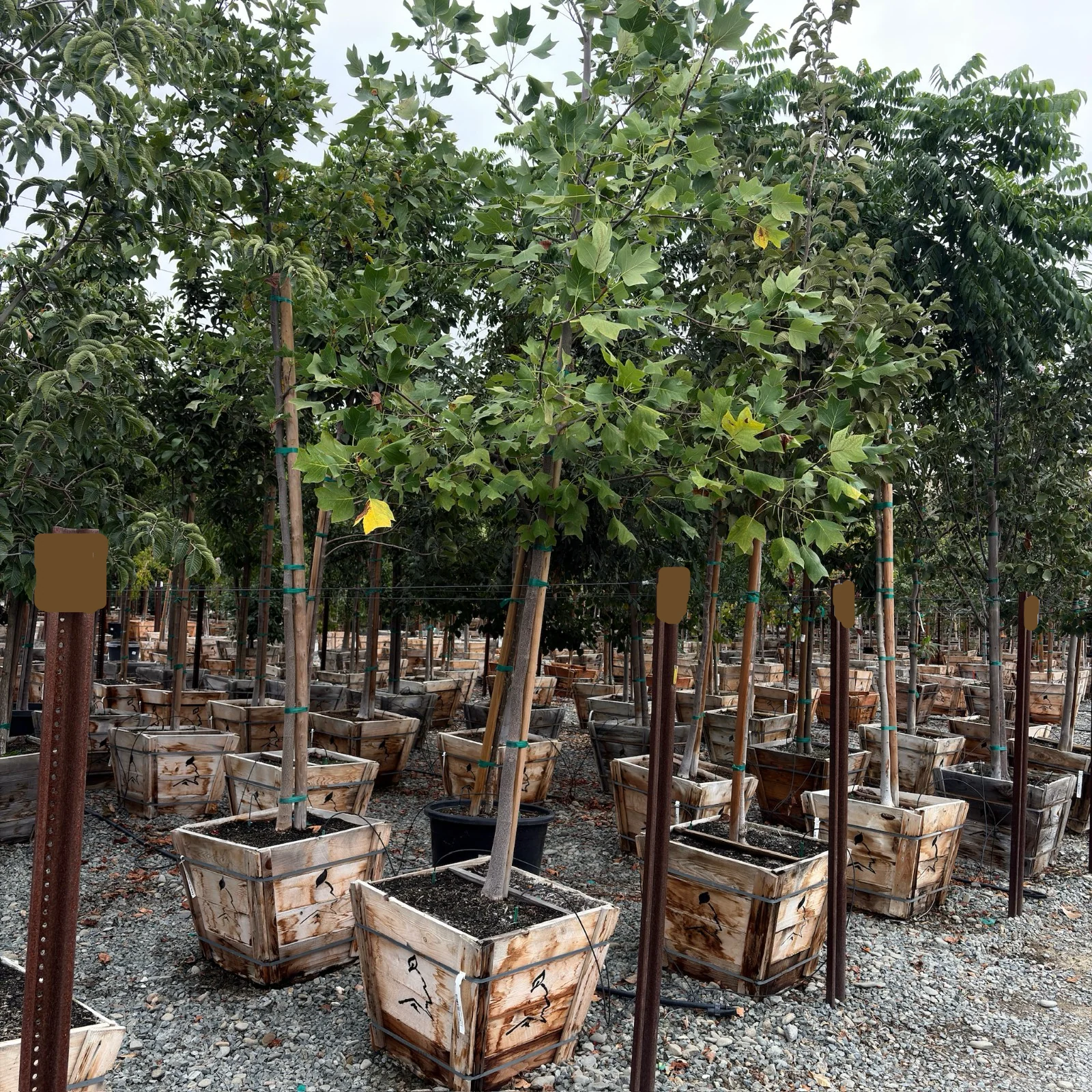 Tulip Tree - Image 3