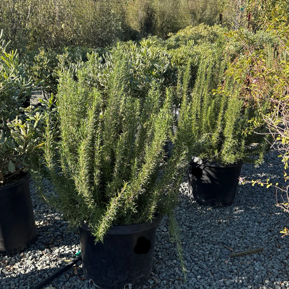 Tuscan Blue Rosemary - Image 1