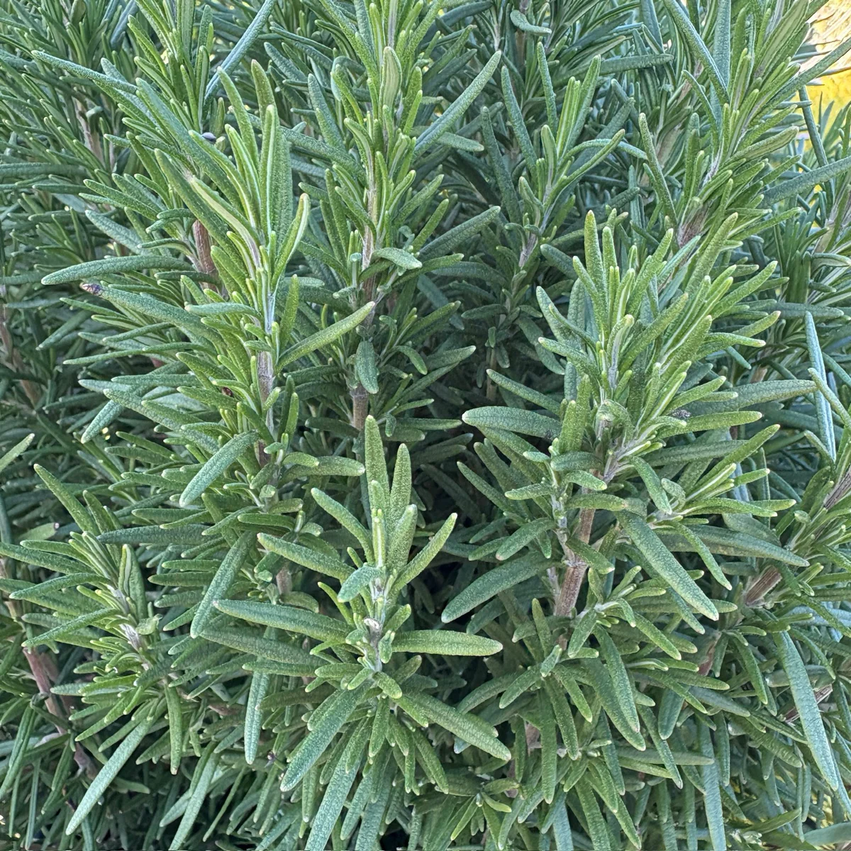Tuscan Blue Rosemary - Image 2