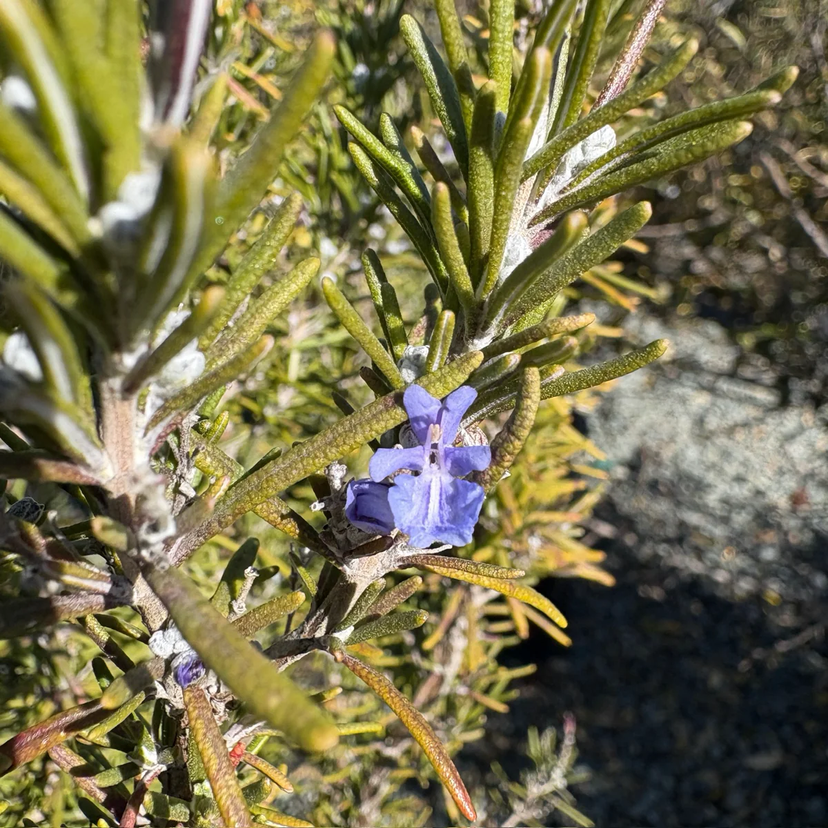 Tuscan Blue Rosemary - Image 3