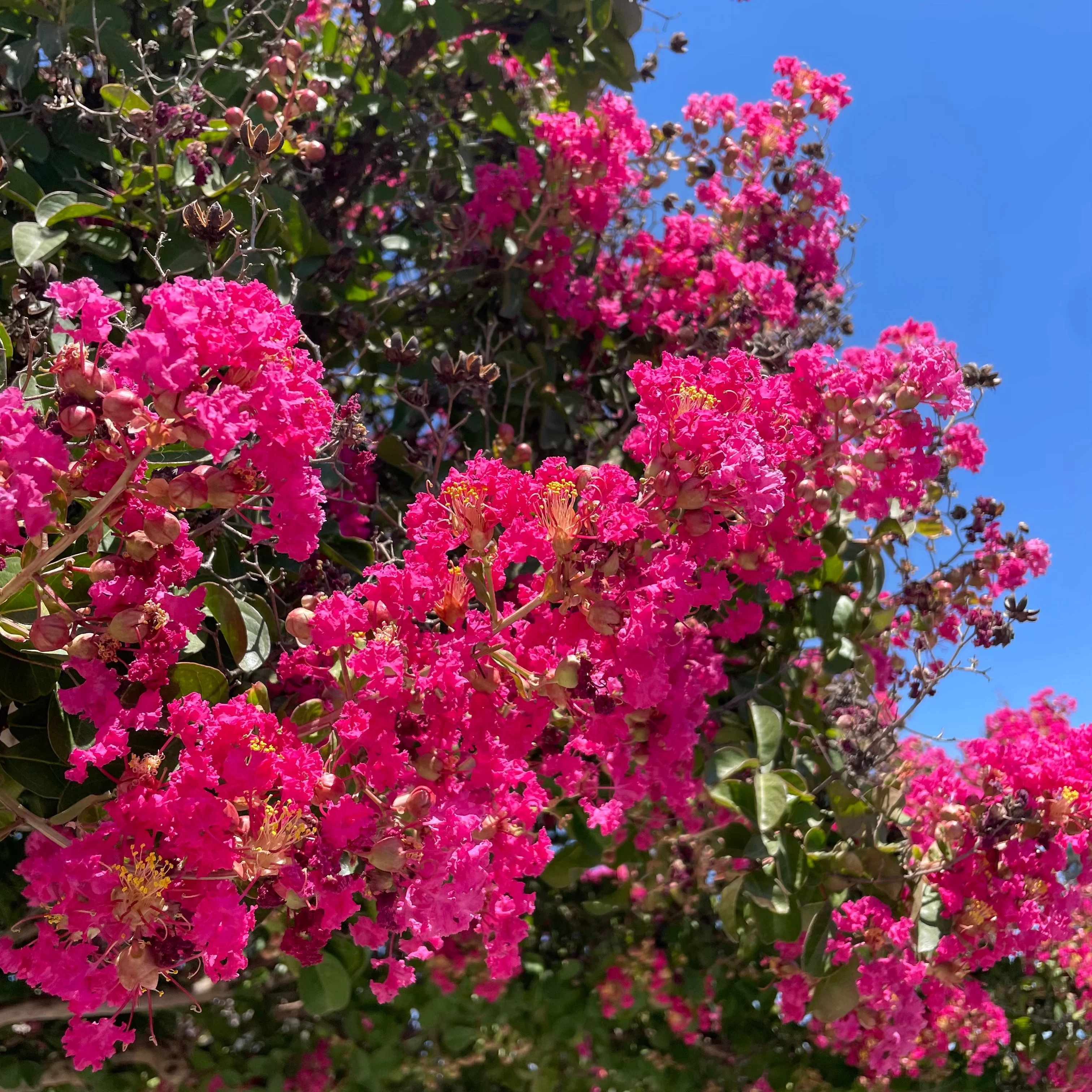 Tuscarora Crape Myrtle - Image 2