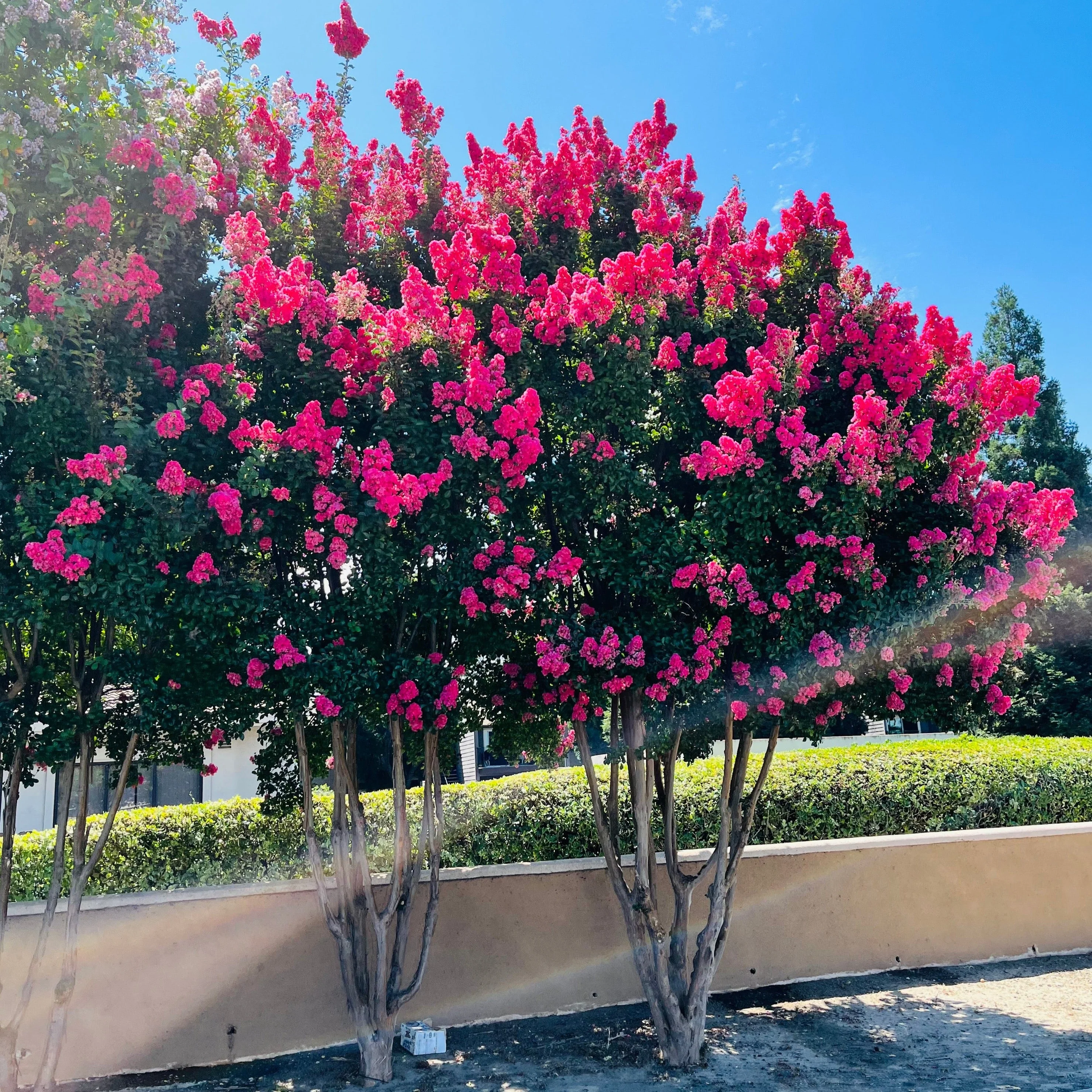 Tuscarora Crape Myrtle - Image 3