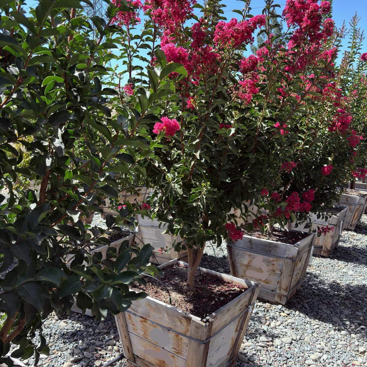 Tuscarora Crape Myrtle - Image 1